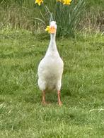 Witte Indische loopeend woerd, Dieren en Toebehoren, Pluimvee, Mannelijk, Eend