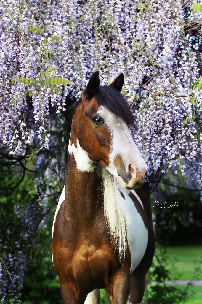 Verzorger / leaser gezocht voor lieve C-pony, Ophalen, Nieuw
