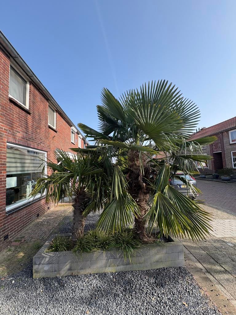 Twee Palmen, ca. 2m en 1.75m hoog, Tuin en Terras, Planten | Tuinplanten, Volle zon, Vaste plant, Bloeit niet, Ophalen