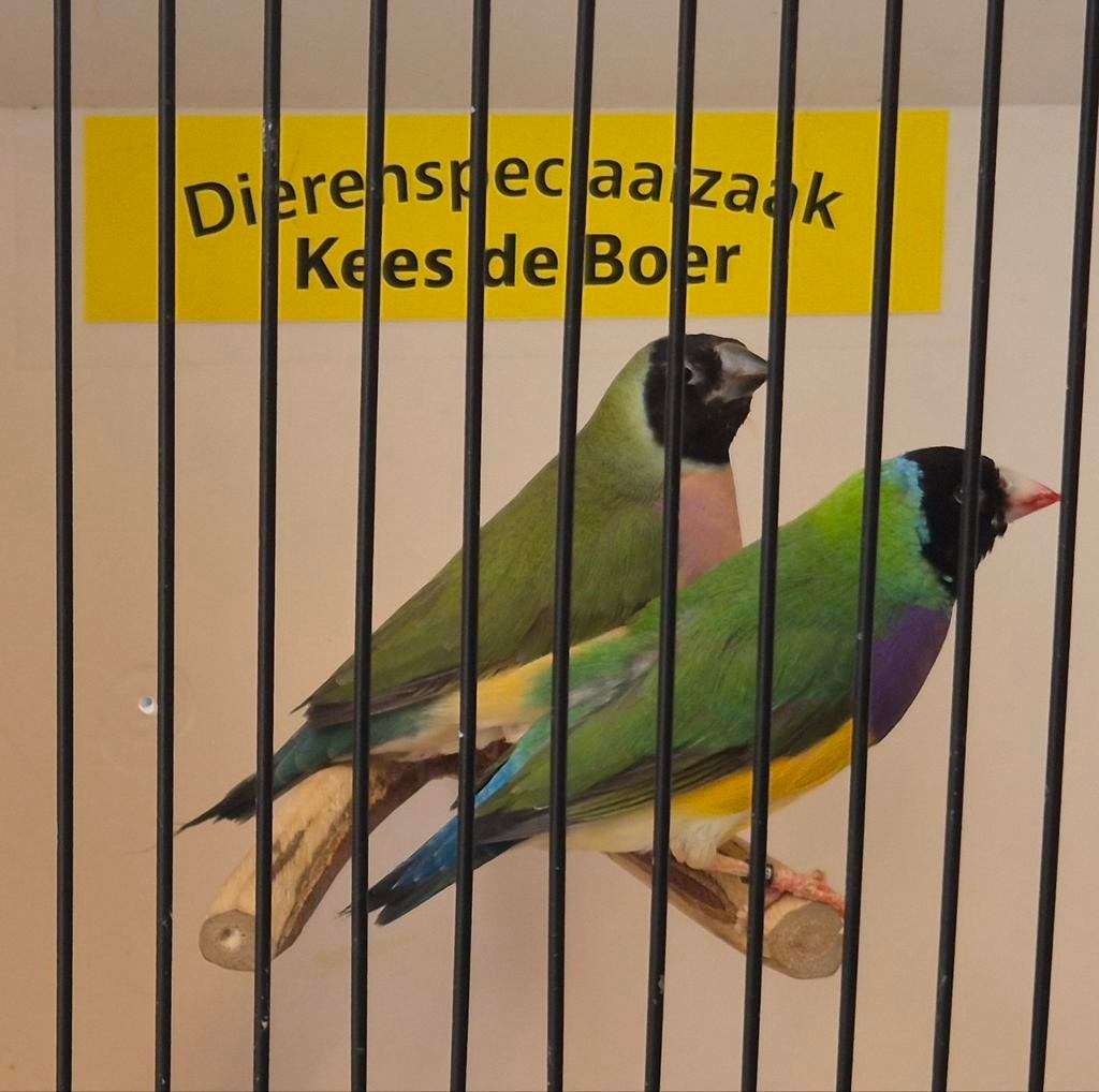 Koppel zwartkop goulds, Dieren en Toebehoren, Vogels | Overige Vogels, Meerdere dieren