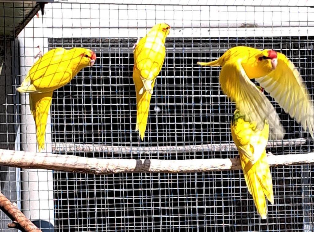 Kakariki, Dieren en Toebehoren, Vogels | Parkieten en Papegaaien, Meerdere dieren, Parkiet