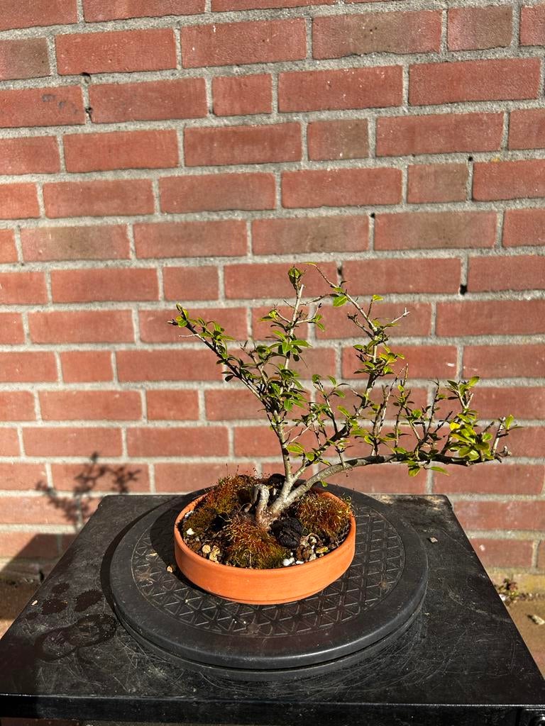 Kleine bonsai, Vaste plant, Bloeit niet, Halfschaduw, Ophalen