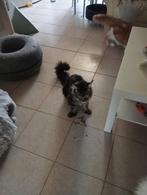 Mooie Maincone kater zijn naam is Rocky, Dieren en Toebehoren