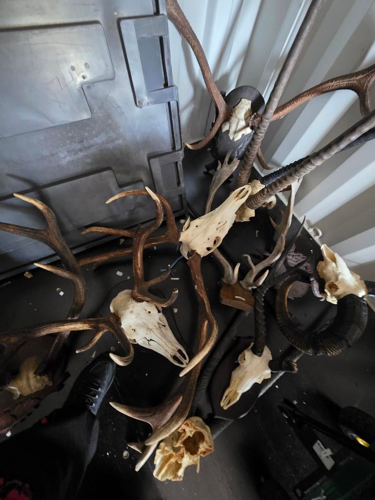 11 schedels taxidermie opgezette dieren edelhert geweien, Ophalen, Opgezet dier