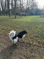 Vakantie oppas hond aangeboden, Ophalen