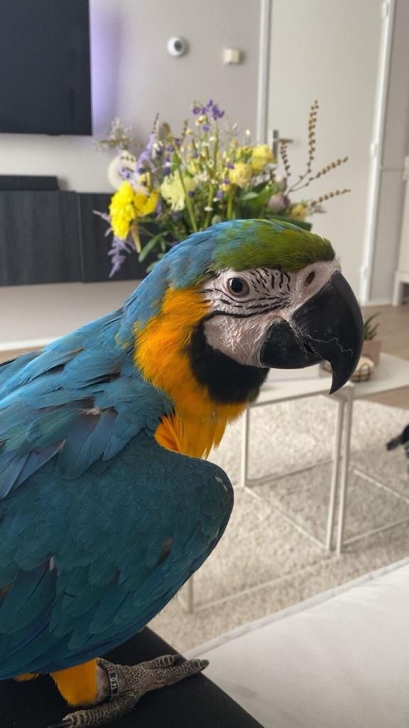 Lieve tamme blauw gele ara, Dieren en Toebehoren, Vogels | Parkieten en Papegaaien, Meerdere dieren, Papegaai, Pratend