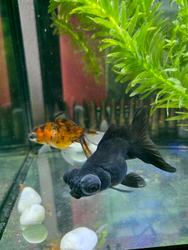 Telescoopoog sluierstaart goudvis, Dieren en Toebehoren, Vissen | Aquariumvissen, Vis