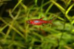 Hobbyaquarium Boraras Brigittae / Chilli Rasbora, Vis, Zoetwatervis, Schoolvis