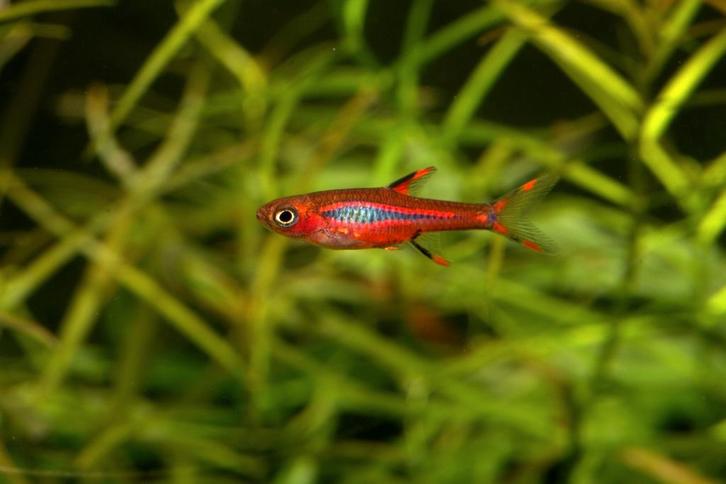 Hobbyaquarium Boraras Brigittae / Chilli Rasbora, Dieren en Toebehoren, Vissen | Aquariumvissen, Zoetwatervis, Vis, Schoolvis