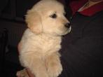 Golden retriever pups, Dieren en Toebehoren, Honden | Retrievers, Spaniëls en Waterhonden, Golden retriever, België, 8 tot 15 weken