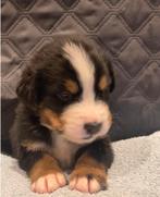 Berner sennen pups, 8 tot 15 weken, Parvo, Meerdere, Meerdere dieren