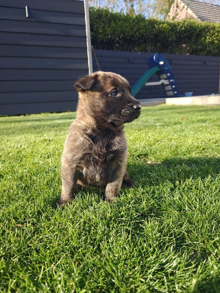 Mechelse Herder x Hollandse Herder pups, Dieren en Toebehoren, Parvo, 8 tot 15 weken, Meerdere, Meerdere dieren