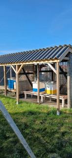 Te koop: Buckfast bijenvolken, Dieren en Toebehoren, Bijen