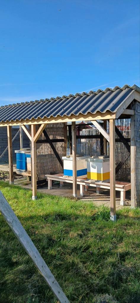 Te koop: Buckfast bijenvolken, Dieren en Toebehoren, Insecten en Spinnen, Bijen