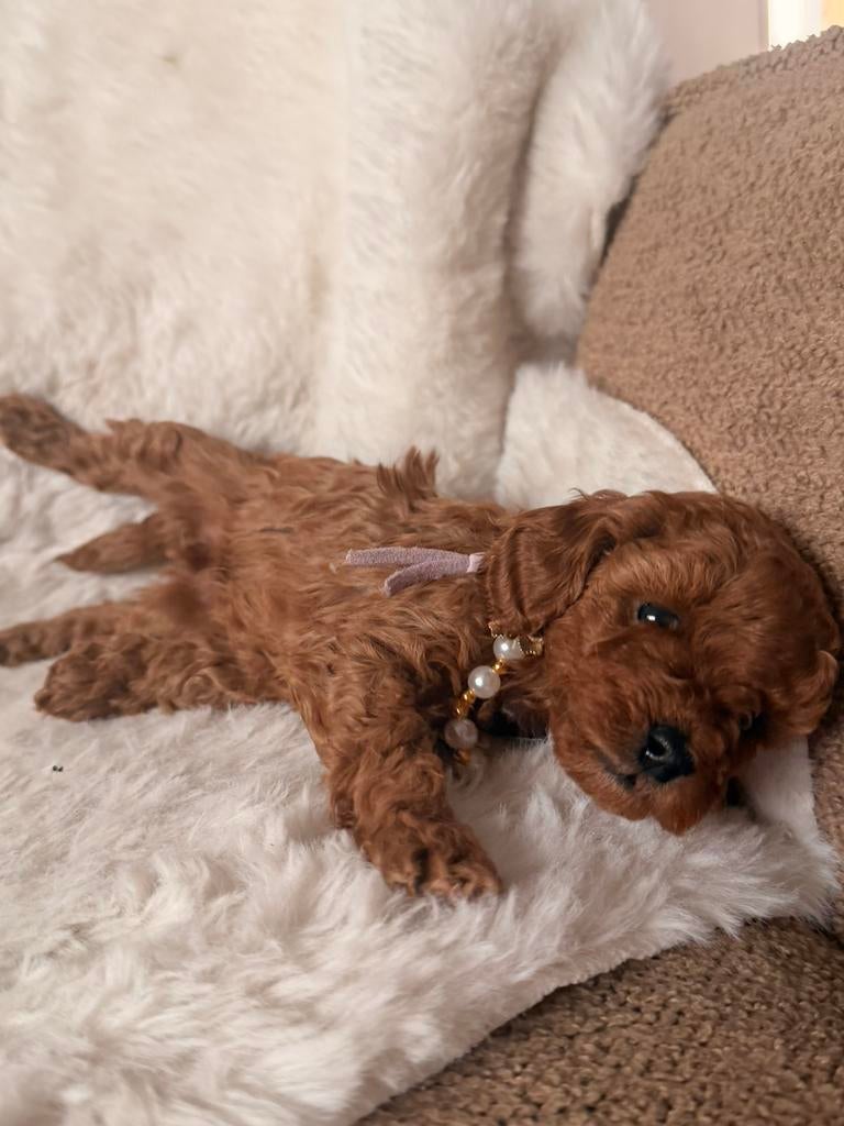 Prachtige toypoedel pups te koop, Dieren en Toebehoren, Honden | Chihuahua's en Gezelschapshonden, Meerdere dieren, Poedel, Particulier