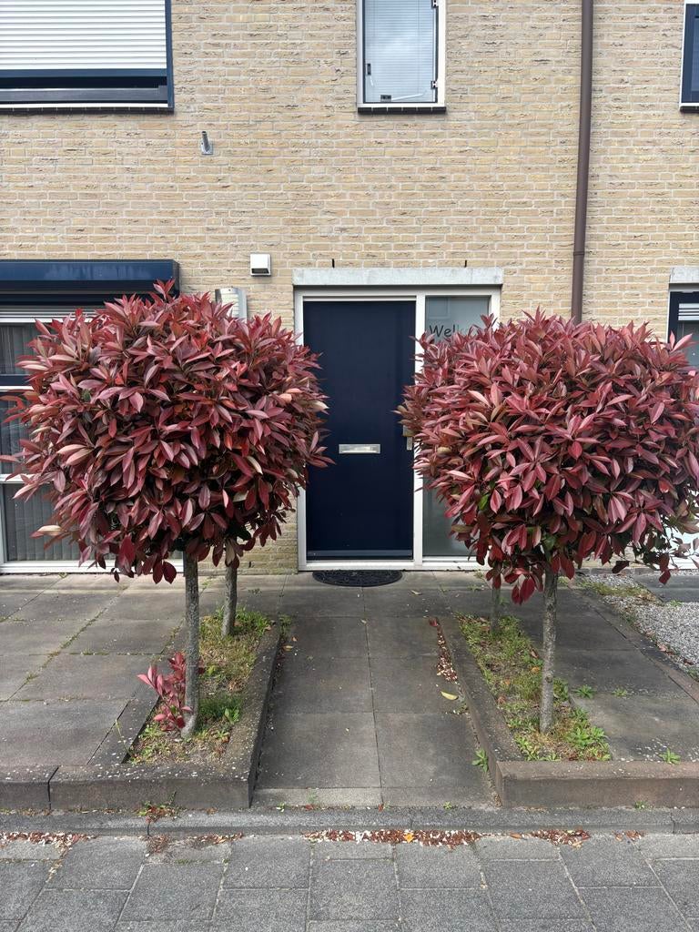 Bolboom met rood blad - Photinia fraseri 'Red Robin', Tuin en Terras, Planten | Bomen, Bolboom, 100 tot 250 cm, Volle zon, Lente