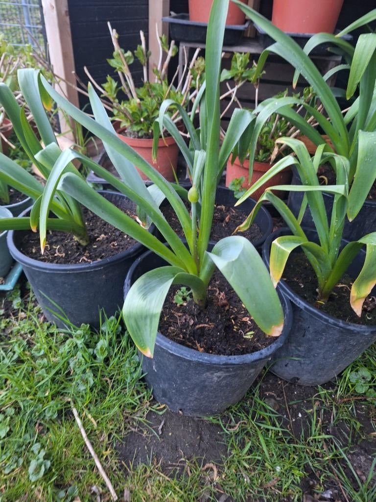 Allium galliator in 28 cm pot, Volle zon, Bloeit niet, Minder dan 100 cm, Overige soorten