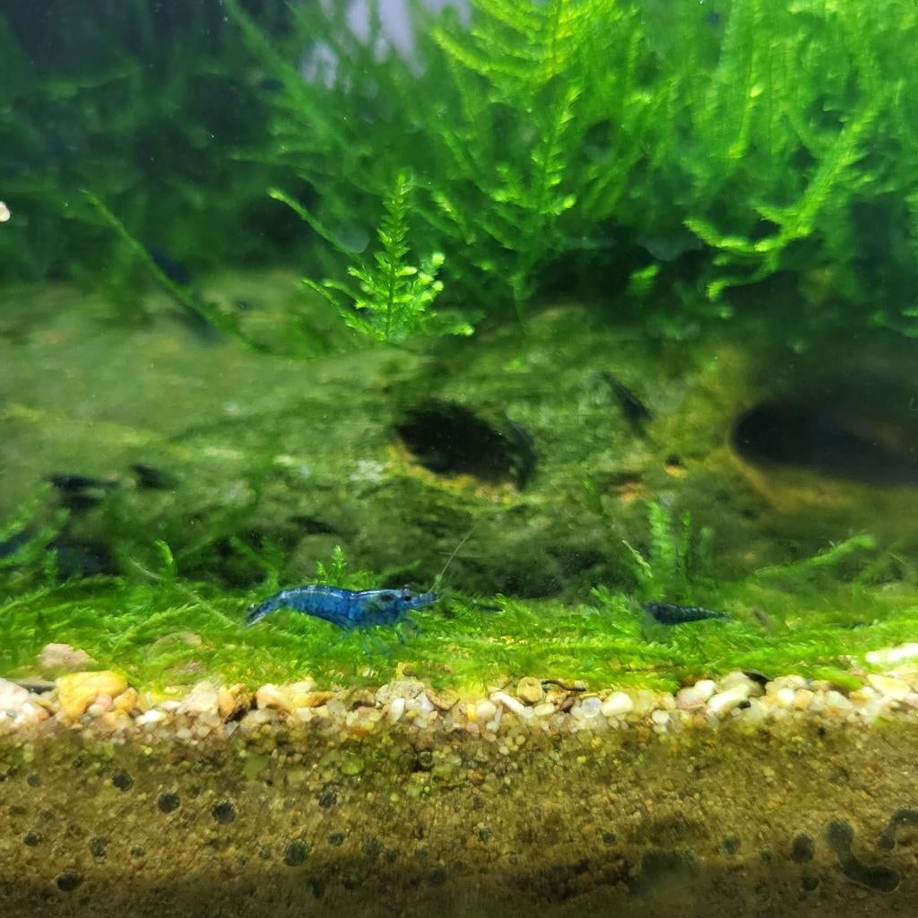 Blue dream shrimp - Blauwe garnalen - Blauwe Neocaridina, Kreeft, Krab of Garnaal, Zoetwatervis, Schoolvis