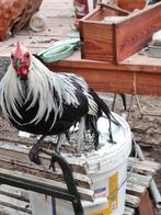 phoenix haan, Mannelijk, Kip