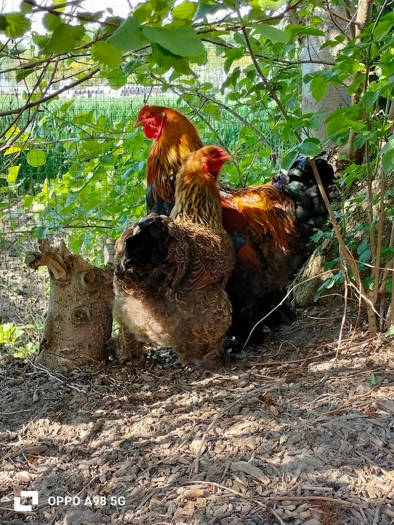 Broedeieren Brahma Patrijs groot🥚, Geslacht onbekend, Kip