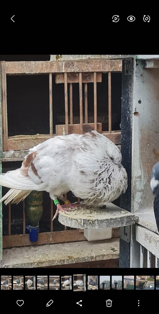 Gaditano, Dieren en Toebehoren, Vogels | Duiven, Mannelijk, Kropper