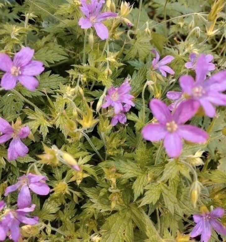 Zaden Reigersbek - Geranium Endresii, Verzenden, Voorjaar, Halfschaduw, Zaad