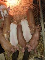 Mooie Vlees Biggen Pitrain x Duroc, Dieren en Toebehoren, Meerdere dieren, Varken, 0 tot 2 jaar