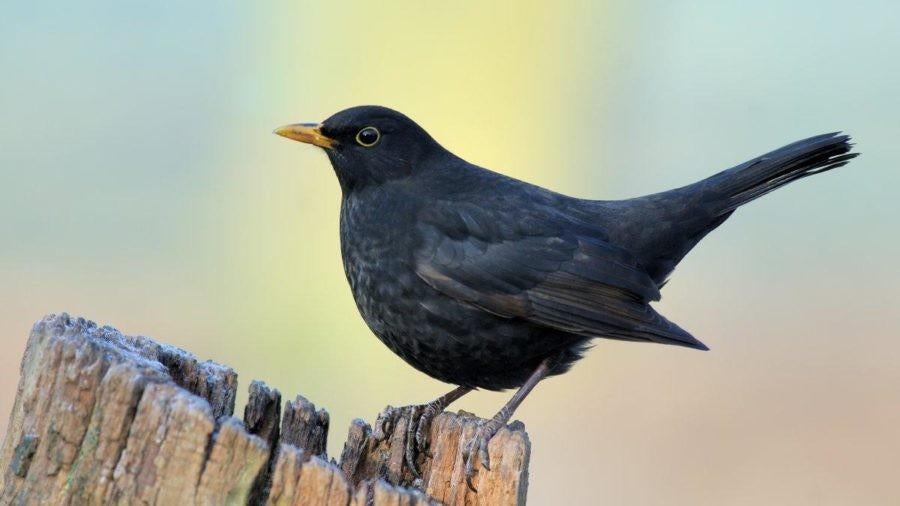 Merel man, Mannelijk, Geringd