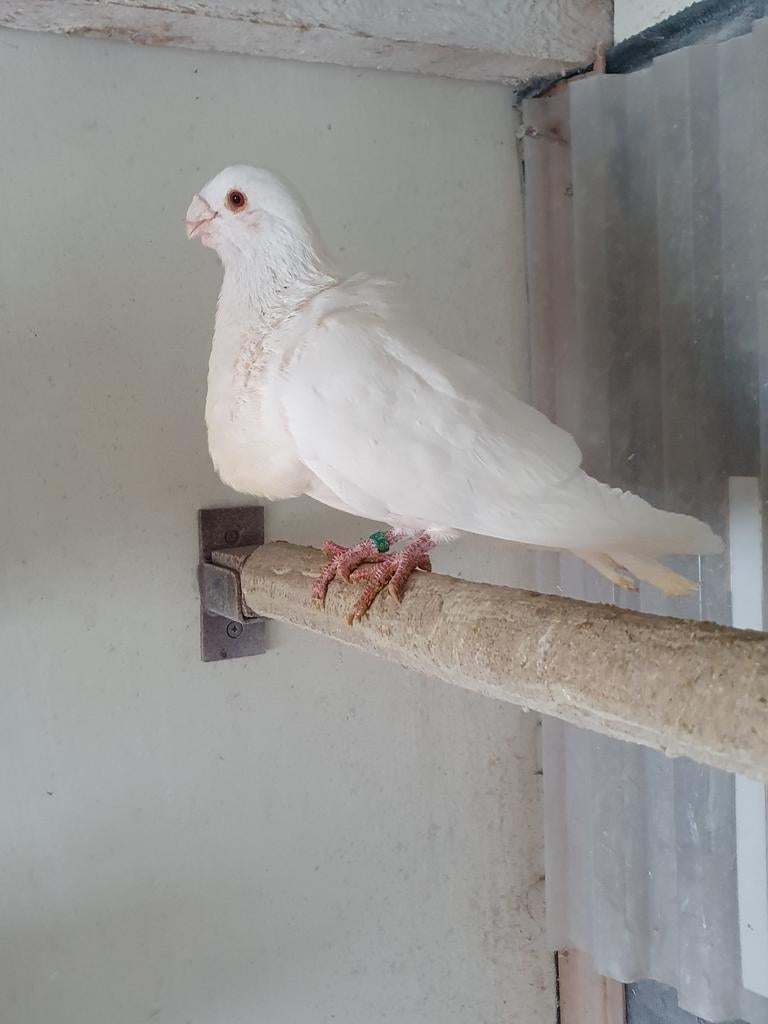 Gorguero Spaanse kropper, Mannelijk, Kropper