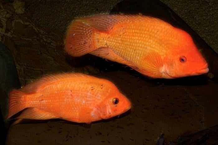 Midden Amerikaanse Cichliden: Amphilophus labiatus, Vis, Zoetwatervis