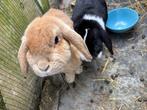 Gratis konijnen, Dieren en Toebehoren, Konijnen, Meerdere dieren, Middelgroot, 6 tot 8 jaar
