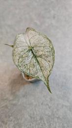 Alocasia Pink Dragon Stardust Variegata, Ophalen of Verzenden, Halfschaduw, Minder dan 100 cm