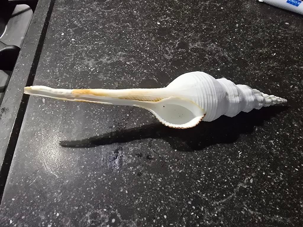 Fusos Culos schelpen erg mooi en behoorlijk groot, Ophalen of Verzenden, Schelp(en)