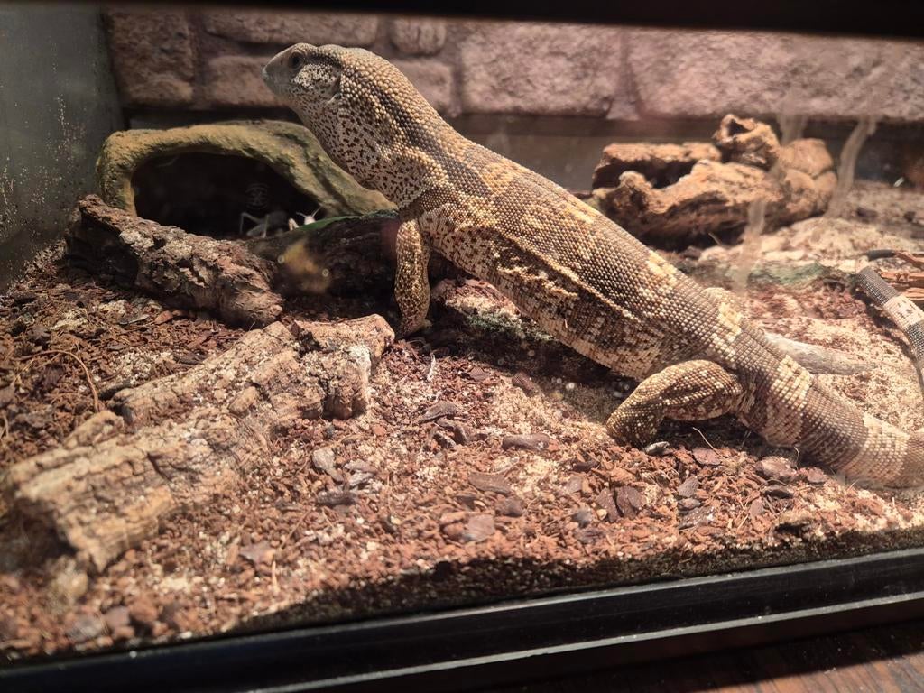 Varanus

albigularis

Te koop. Monitor Lizard - female for sale from Demmers