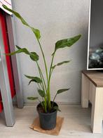 Strelitzia Nicolai, Huis en Inrichting, Kamerplanten, Ophalen, Halfschaduw
