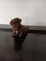 Boomer pups maltezer shih tzu / lhasa apso teckel pekingees, Dieren en Toebehoren, Honden | Chihuahua's en Gezelschapshonden, Parvo