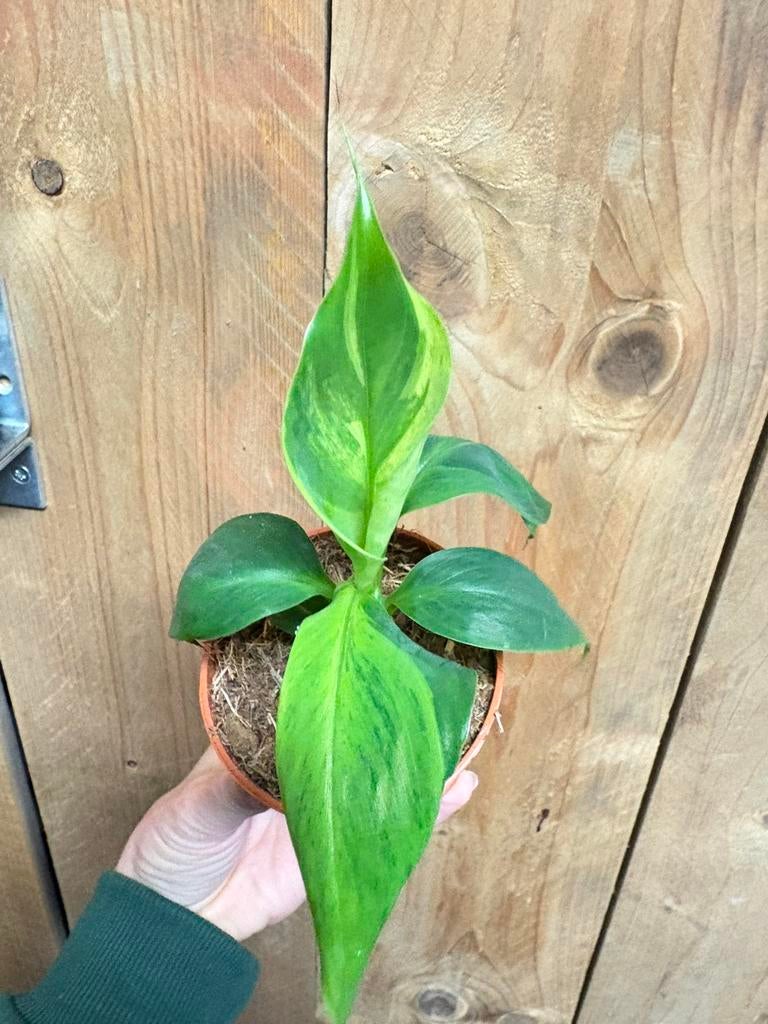 Musa cavendish variegata plant aurea yellow lemon mint green, Ophalen of Verzenden, Halfschaduw, Minder dan 100 cm