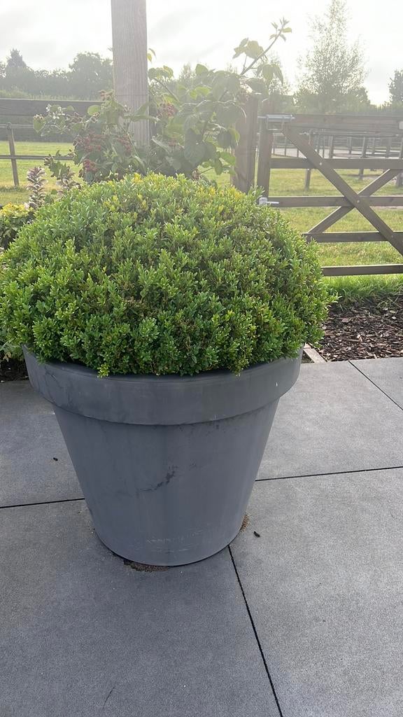 2 Grote buxus bollen, Ophalen, Buxus, Minder dan 100 cm