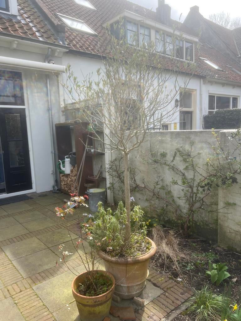 Olijfboom in pot (3m hoog)., Bloeit niet, Olijfboom, 250 tot 400 cm, Ophalen