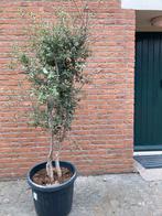 Kurkeik met 3 stammen, 180/190 cm hoog, Bloeit niet, Overige soorten, 100 tot 250 cm, Ophalen