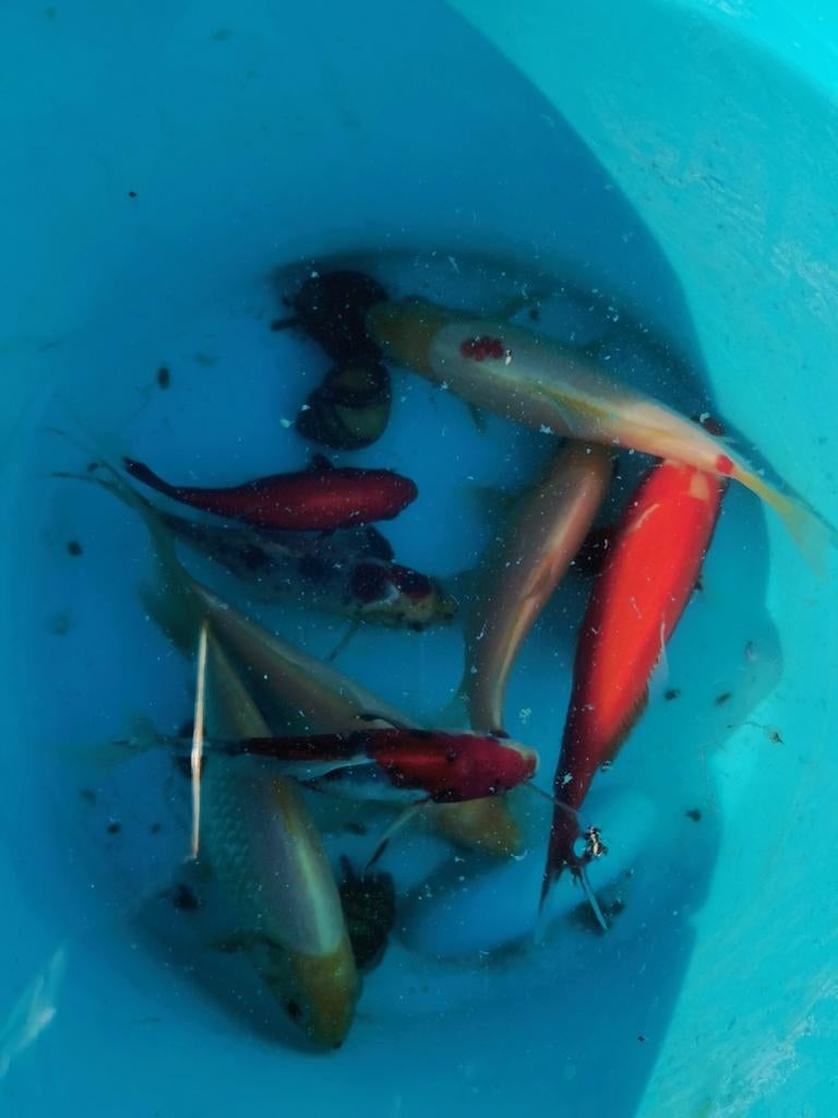 Goudvis 12 tot 20 cm lang, Dieren en Toebehoren, Goudvis(sen)