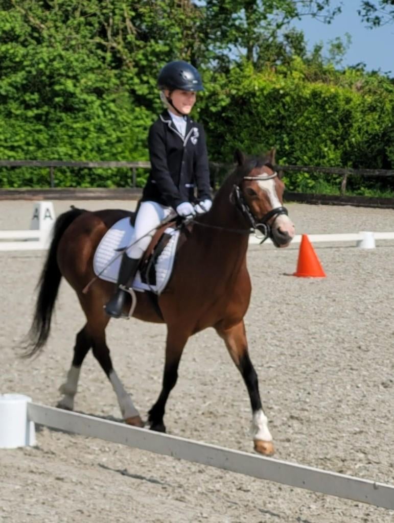 Welsh pony te koop, Dieren en Toebehoren, Pony's, Merrie, Niet van toepassing, B pony (1.17m tot 1.27m), Recreatiepony, 11 jaar of ouder