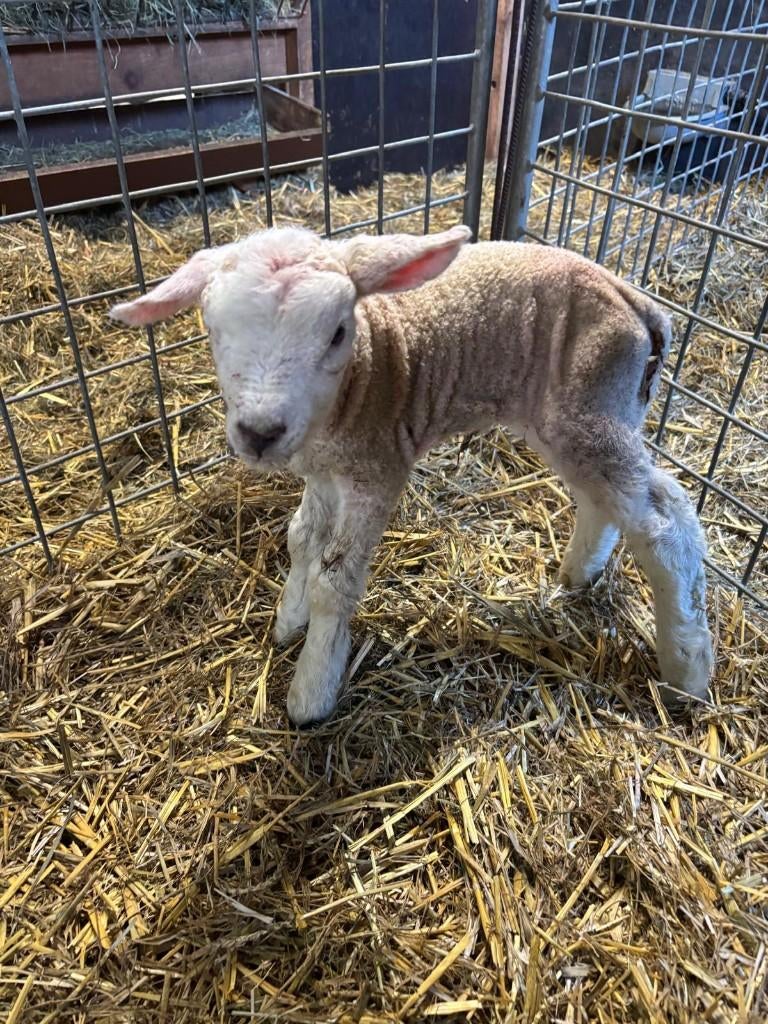 fles lam te koop, Dieren en Toebehoren, Schapen, Geiten en Varkens, Vrouwelijk, Schaap, 0 tot 2 jaar