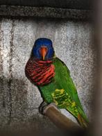Groen nek lori  man, Dieren en Toebehoren, Vogels | Parkieten en Papegaaien, Mannelijk, Papegaai