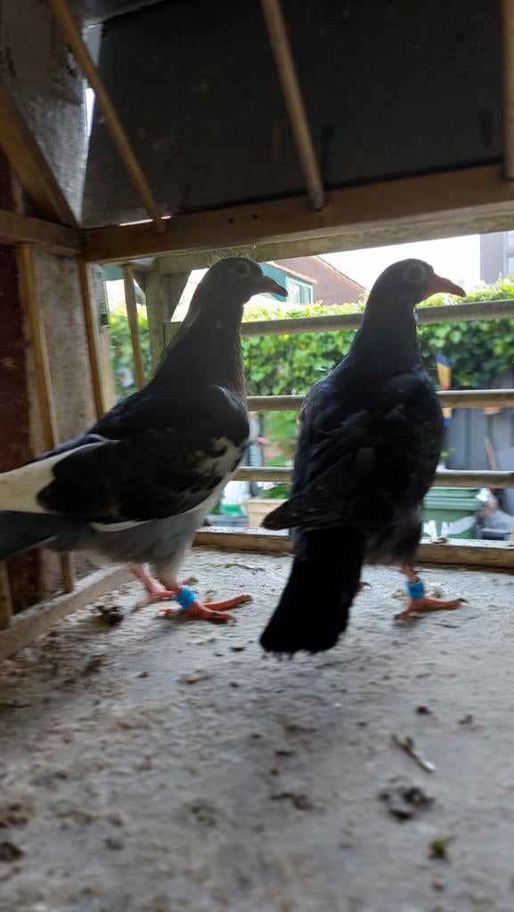 Twee jonge kleurduiven, Dieren en Toebehoren, Pluimvee, Kip