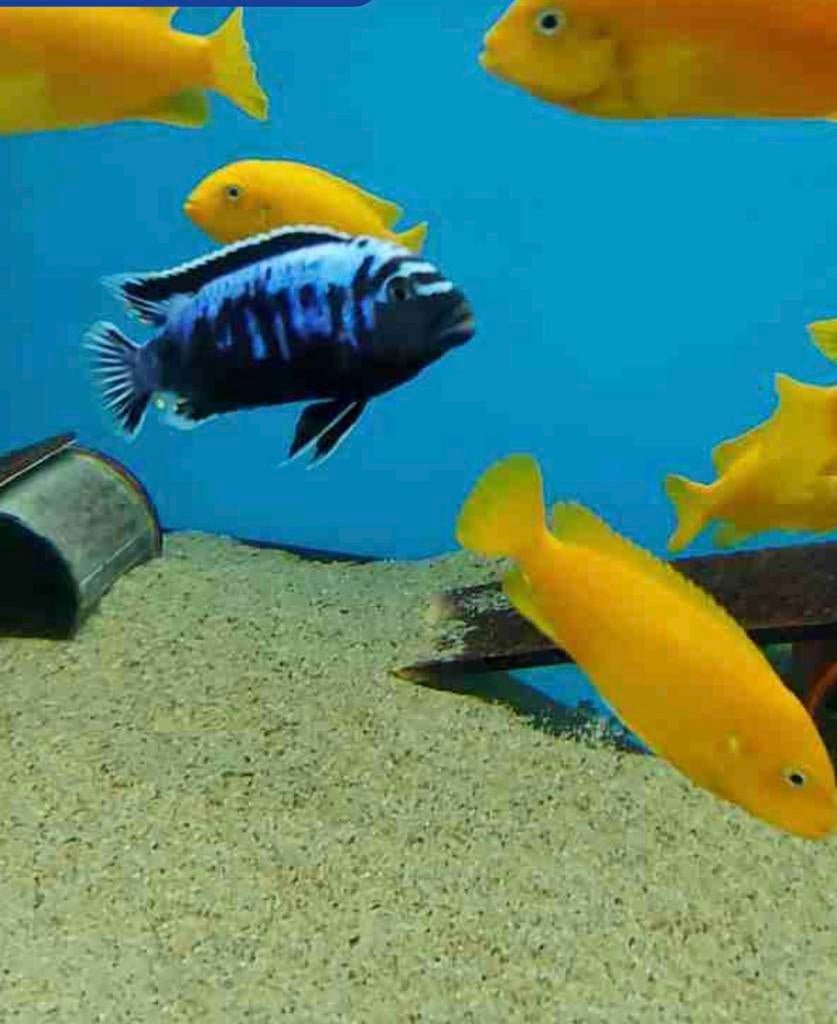 Metriaclima Msobo, Dieren en Toebehoren, Vissen | Aquariumvissen, Vis