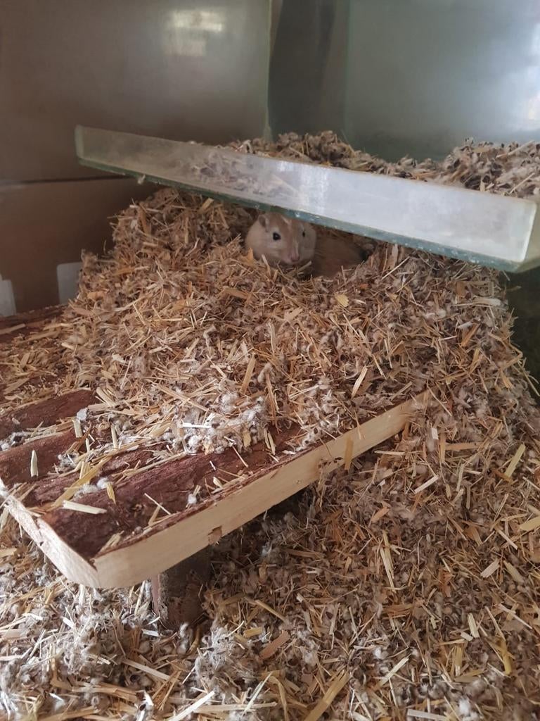 Gerbils, Ophalen of Verzenden, Zo goed als nieuw