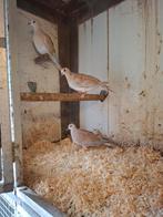 Tortelduiven in diverse kleuren, Meerdere dieren, Overige soorten