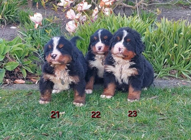Berner sennen pups beschikbaar + stamboom; ouders HD/ED vrij, Dieren en Toebehoren, Honden | Bulldogs, Pinschers en Molossers