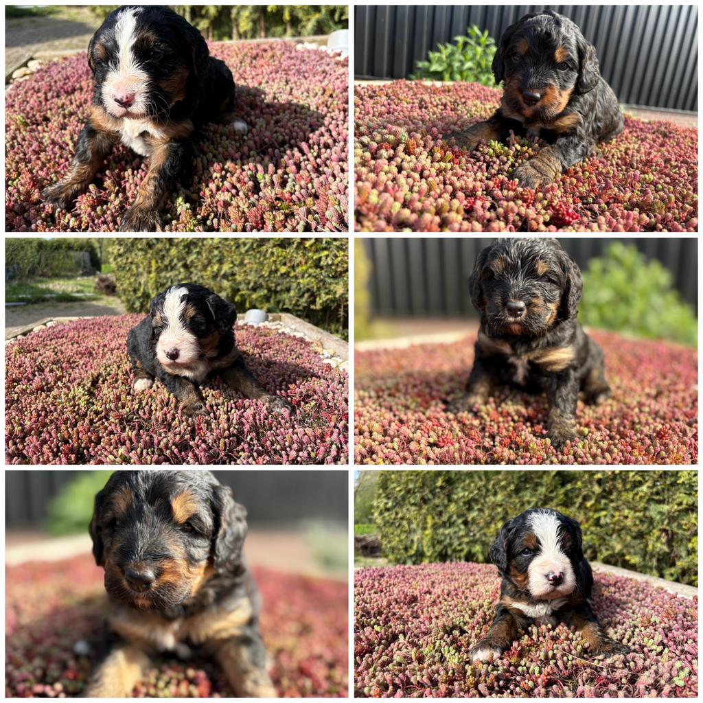 Bernedoodle pups, Parvo, Overige rassen, 8 tot 15 weken, Meerdere